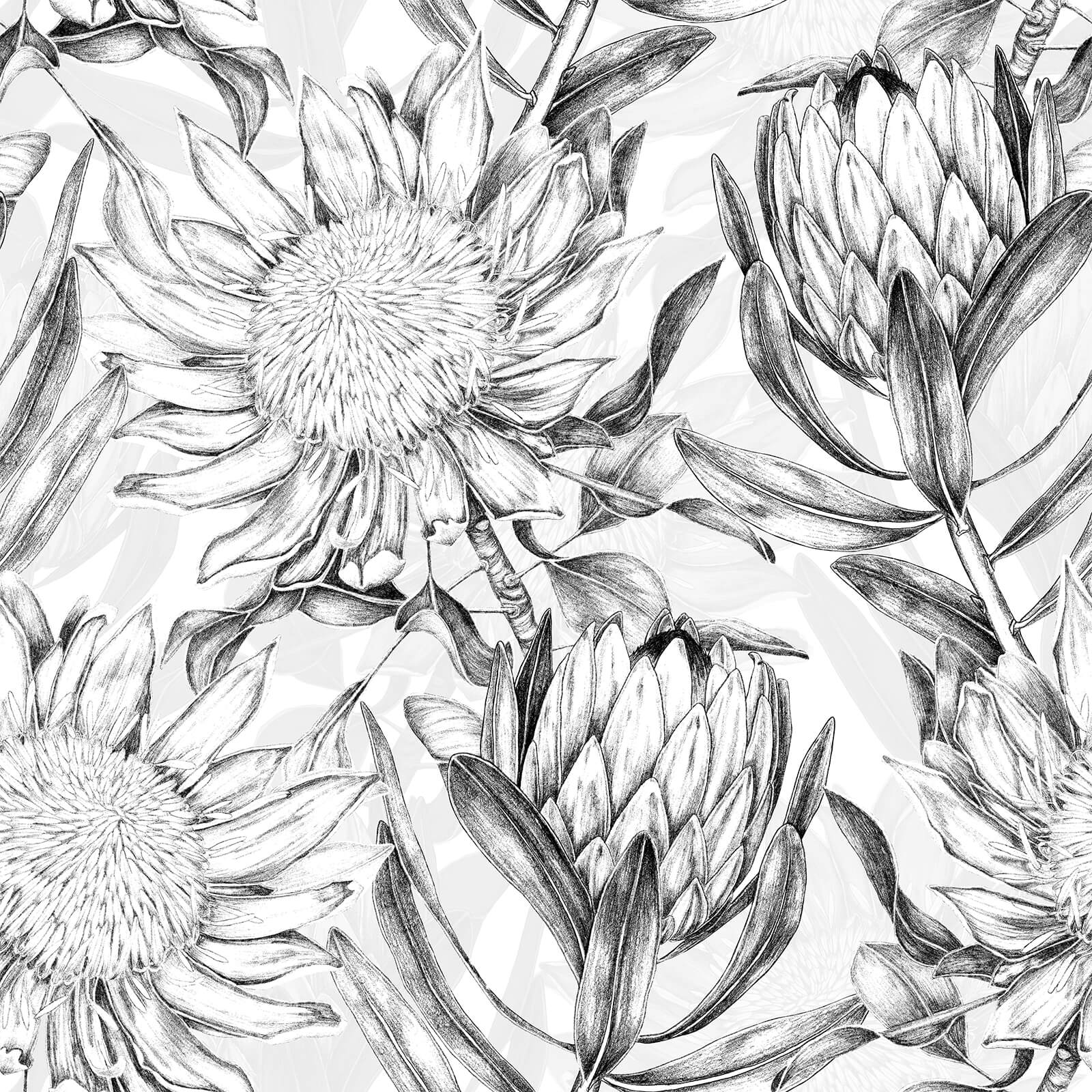 Protea Flowers Floral Wallpaper