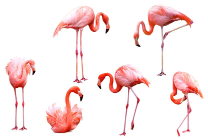 Flamingo Wallpaper