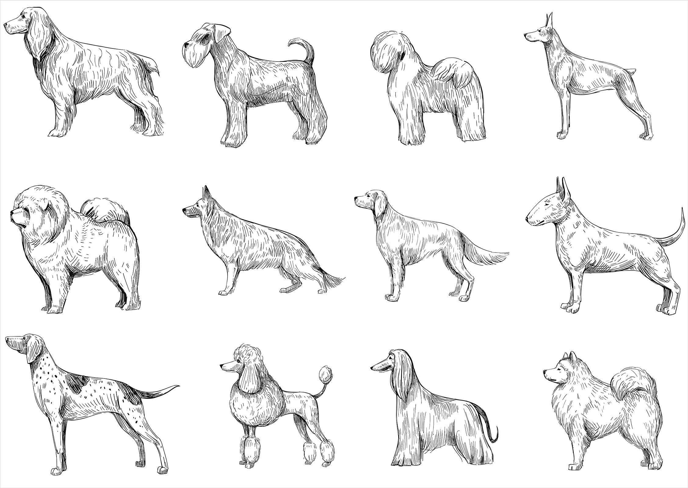 Dog Breed Sketch Wallpaper